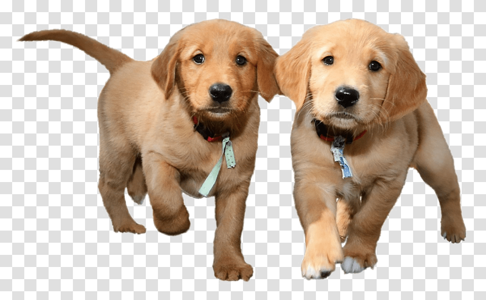Puppies Background Image Background Puppy, Golden Retriever, Dog, Pet, Canine Transparent Png