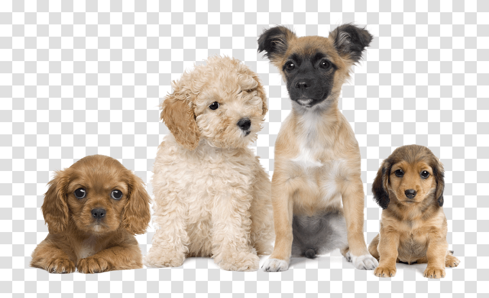 Puppies Background Puppies, Puppy, Dog, Pet, Canine Transparent Png