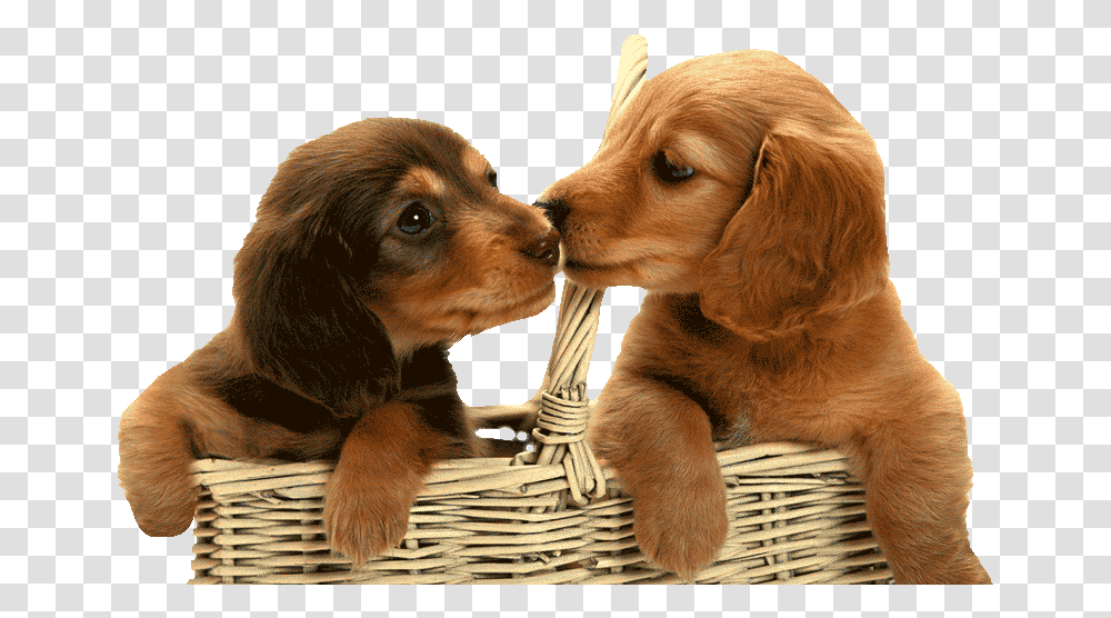 Puppies Basket Of Puppies, Puppy, Dog, Pet, Canine Transparent Png