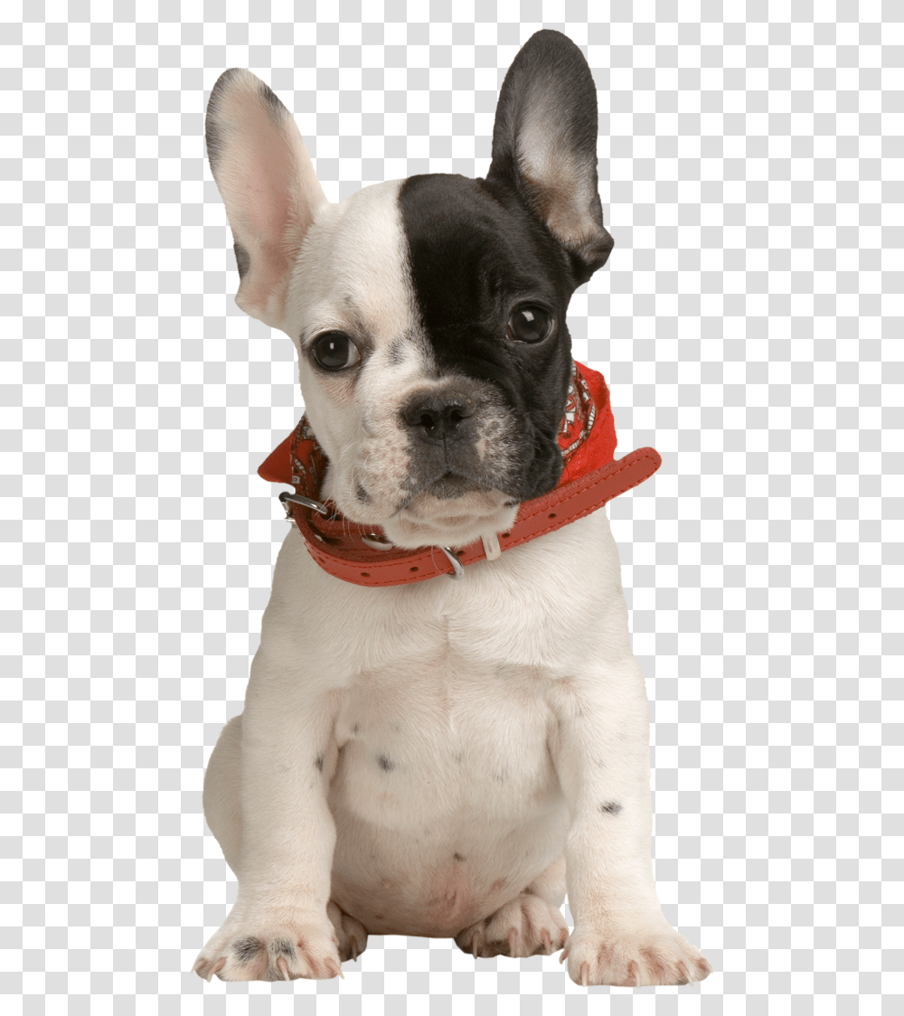 Puppies Clipart Background Real Dog Clip Art, Pet, Canine, Animal, Mammal Transparent Png