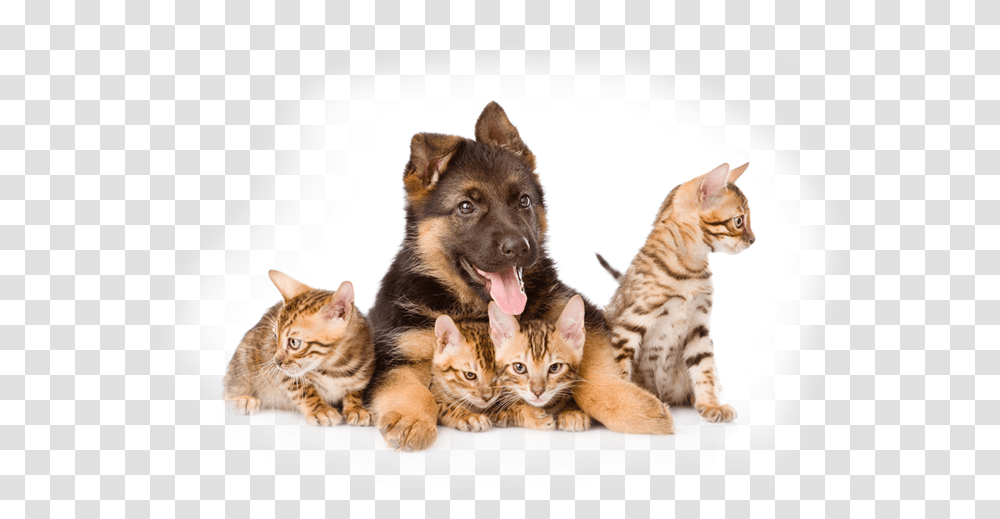 Puppies Dogs And Cats, Pet, Animal, Kitten, Mammal Transparent Png