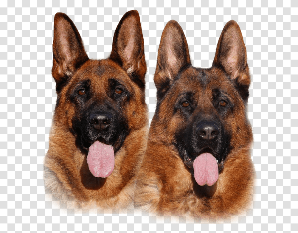 Puppies For Sale, German Shepherd, Dog, Pet, Canine Transparent Png
