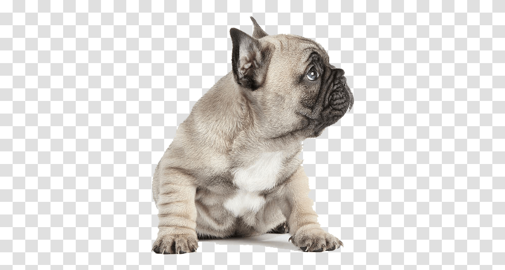 Puppies French Bulldog French Bulldog Puppy, Pet, Canine, Animal, Mammal Transparent Png