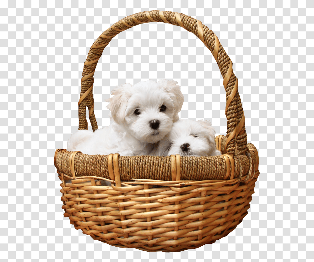 Puppies In Basket Image Basket Of Puppies No Background, Dog, Pet, Canine, Animal Transparent Png