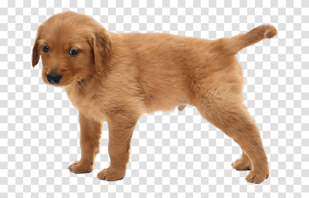 Puppies, Puppy, Dog, Pet, Canine Transparent Png