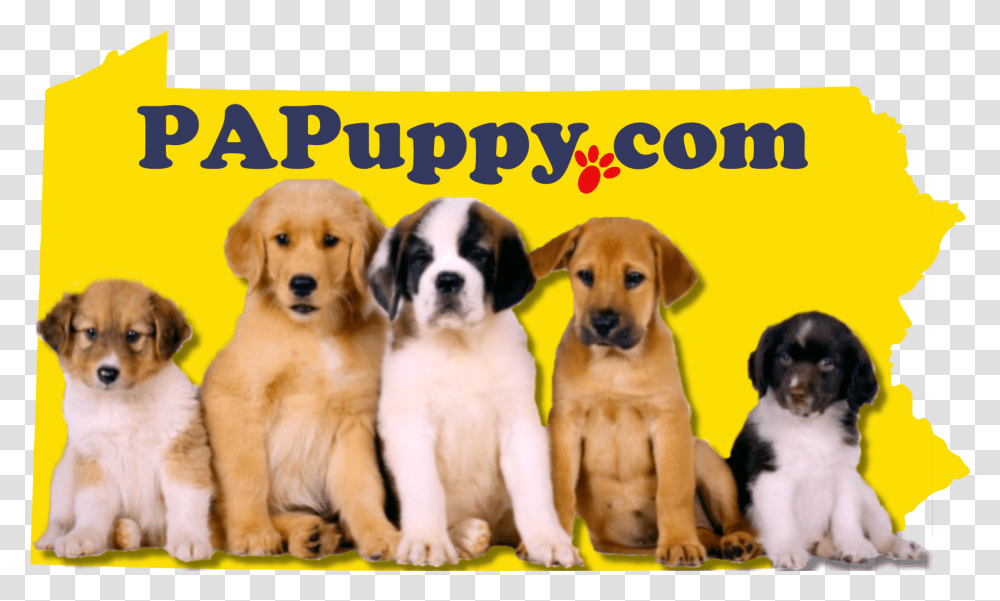 Puppies & More Papuppy Puppy Posters On Amazon, Dog, Pet, Canine, Animal Transparent Png