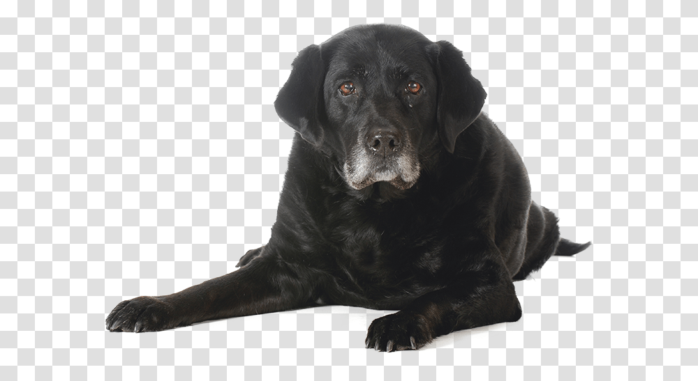 Puppy Adult Senior Dog, Labrador Retriever, Pet, Canine, Animal Transparent Png