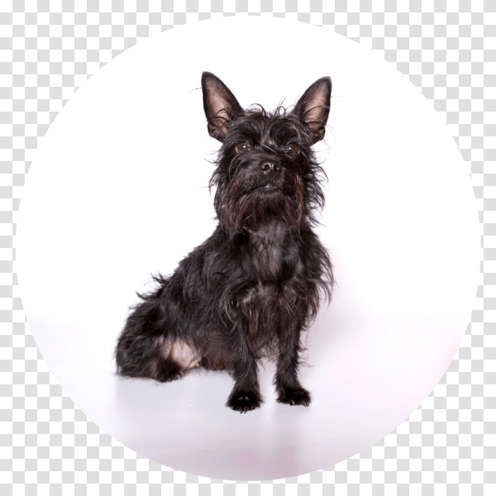 Puppy Board And Train, Dog, Pet, Canine, Animal Transparent Png