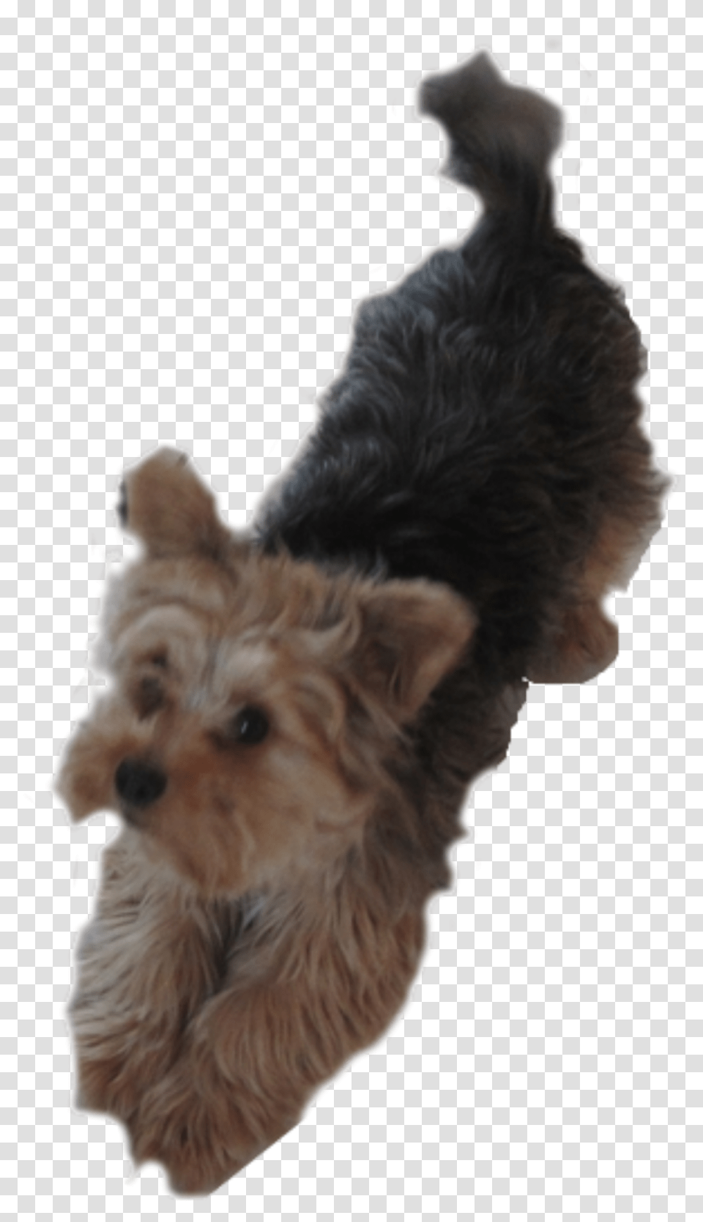 Puppy Clipart Clipart Yorkie Dog, Pet, Canine, Animal, Mammal Transparent Png