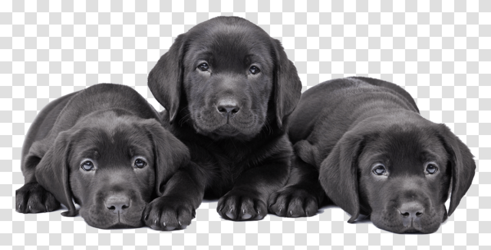 Puppy Cute Dogs Labrador Puppy Black, Pet, Canine, Animal, Mammal Transparent Png