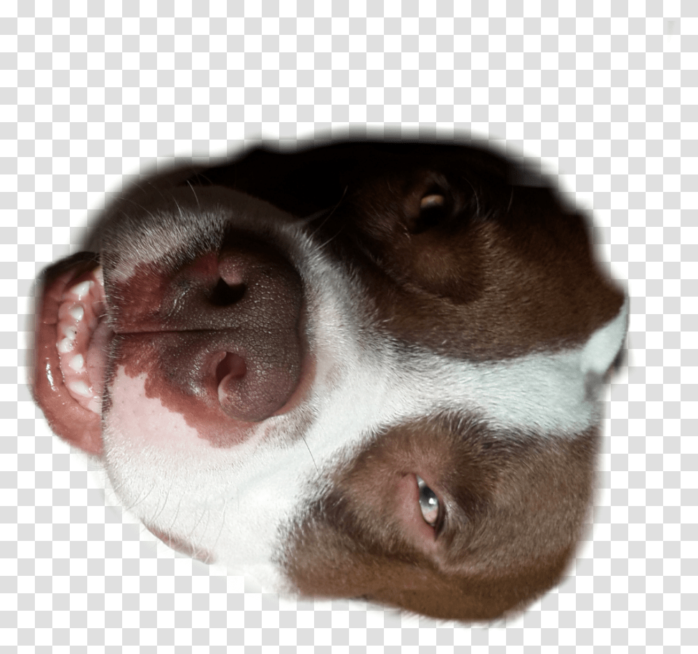 Puppy Dear Dog Mylove Pitbull Sticker Companion Dog, Pet, Canine, Animal, Mammal Transparent Png