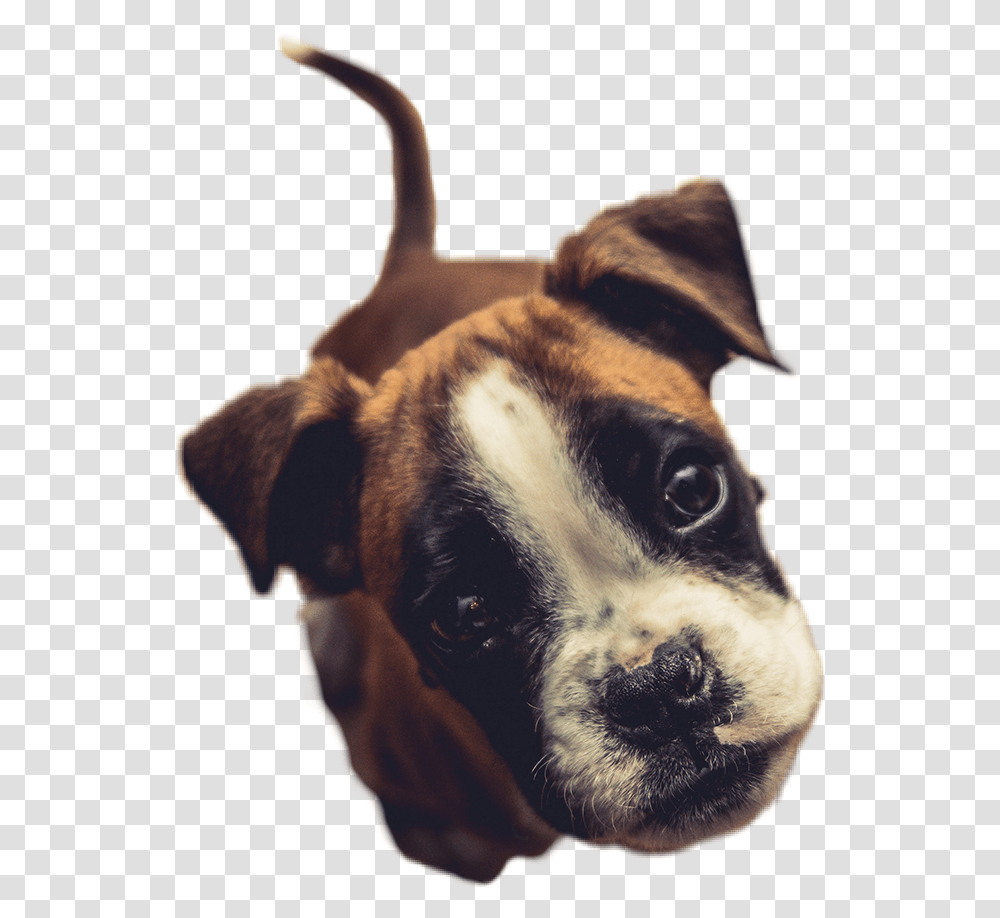 Puppy Dog Ears Nose Eyes Cute Animal Picsart Boxer Dog Wallpaper Iphone, Pet, Canine, Mammal, Bulldog Transparent Png
