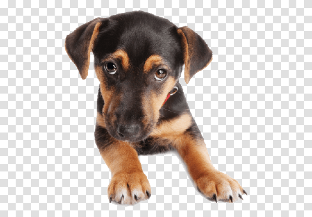 Puppy Dog Face Dog Face, Pet, Canine, Animal, Mammal Transparent Png