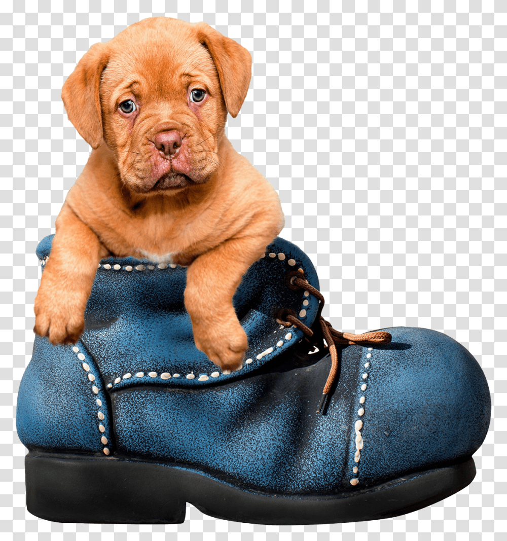 Puppy Dog Image Background Cute Animal, Canine, Mammal, Pet, Clothing Transparent Png