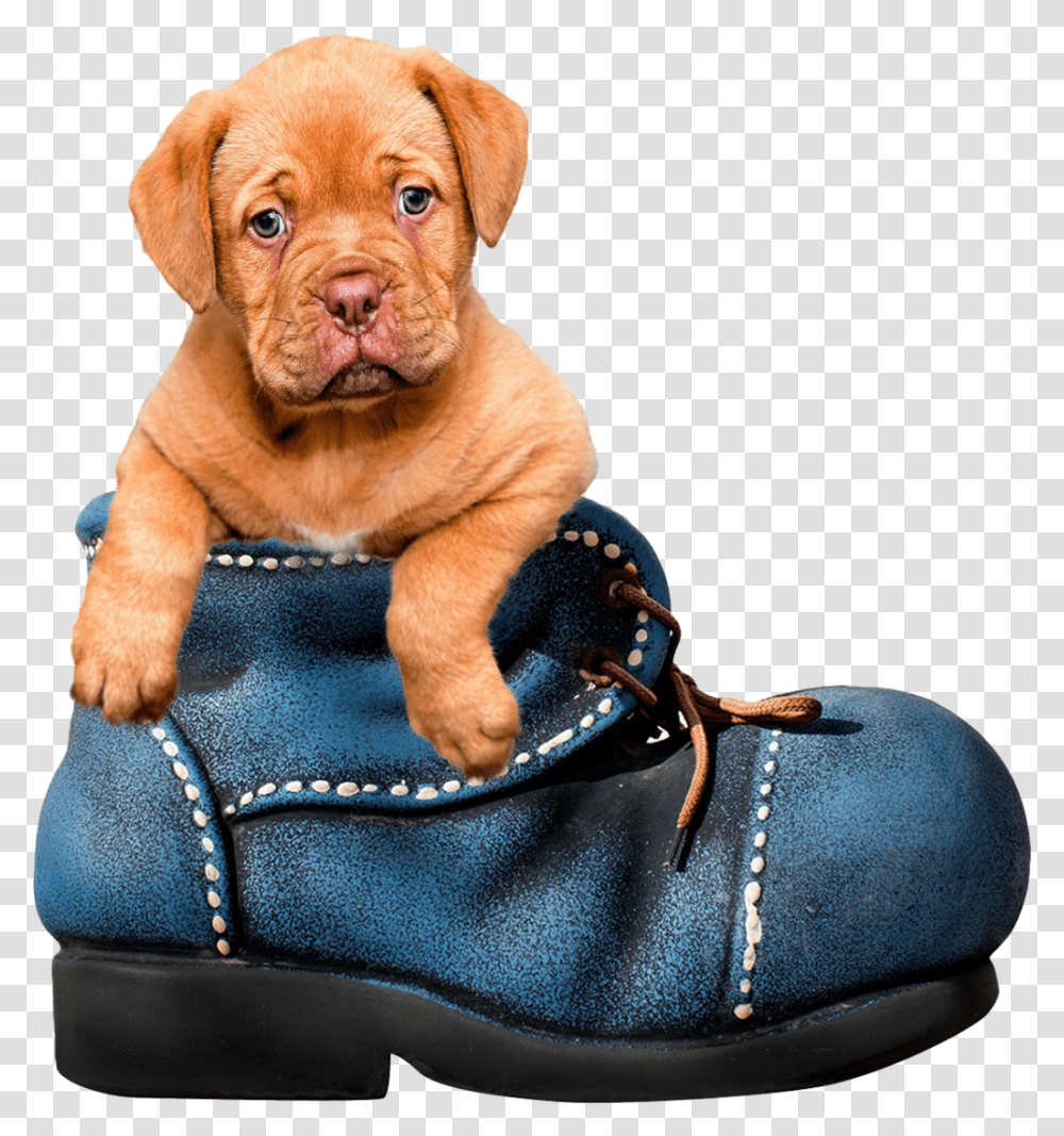 Puppy Dog Image Background Cute Animals, Canine, Mammal, Pet, Bulldog Transparent Png