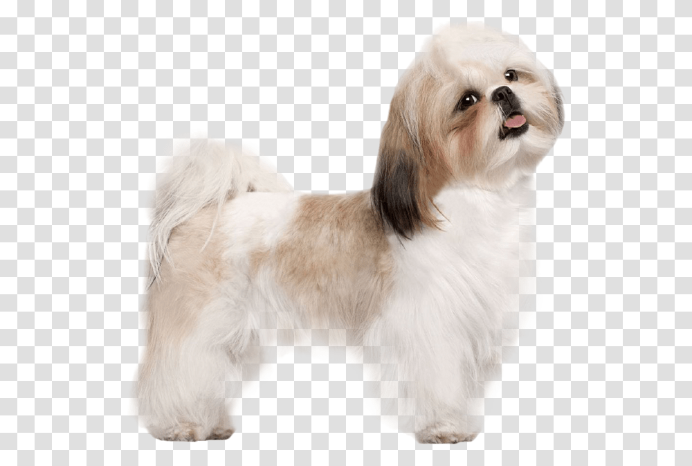 Puppy Dog Image Dog Shih Tzu, Pet, Canine, Animal, Mammal Transparent Png