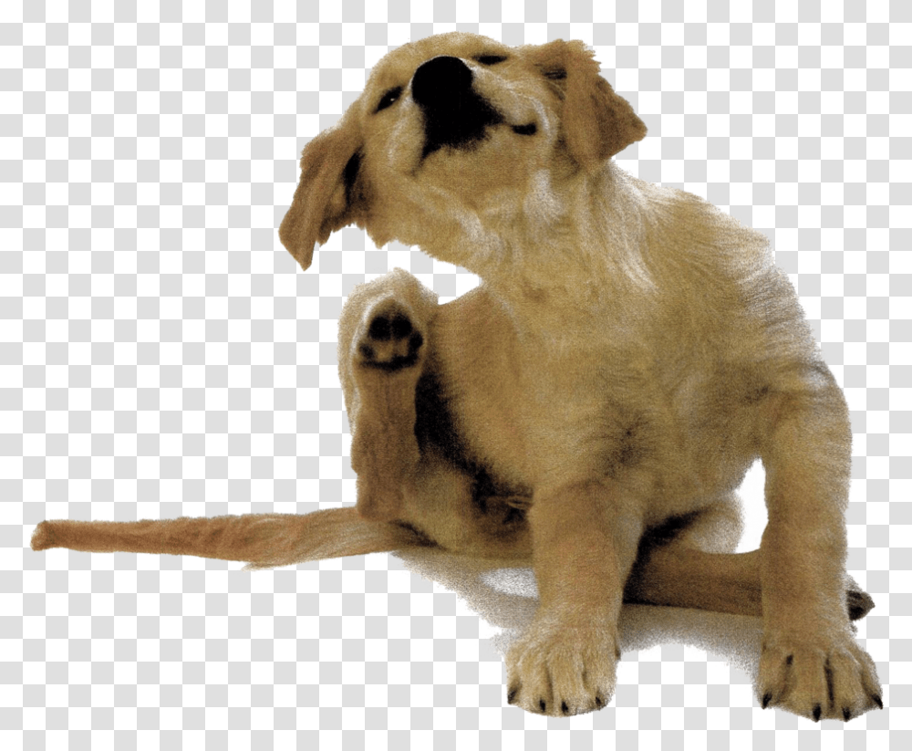 Puppy Dog Itching White Background, Lion, Wildlife, Mammal, Animal Transparent Png