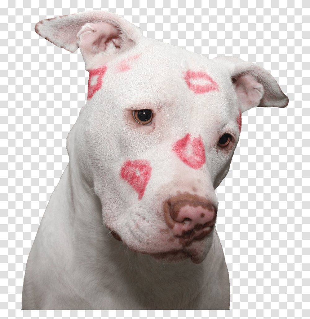 Puppy Dog Love Kiss Kisses Cute Doggo Pupper American Pit Bull Terrier, Pitbull, Bulldog, Pet, Canine Transparent Png