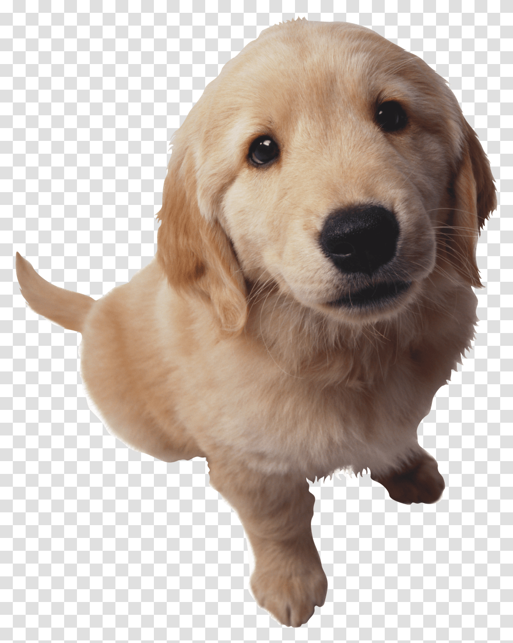 Puppy Dog Pals Download Puppy Golden Retriever, Pet, Canine, Animal, Mammal Transparent Png