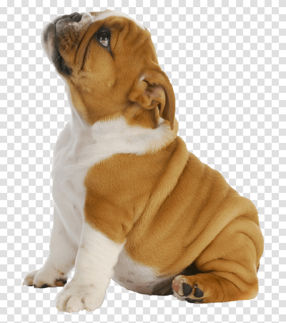 Puppy Dog, Pet, Canine, Animal, Mammal Transparent Png