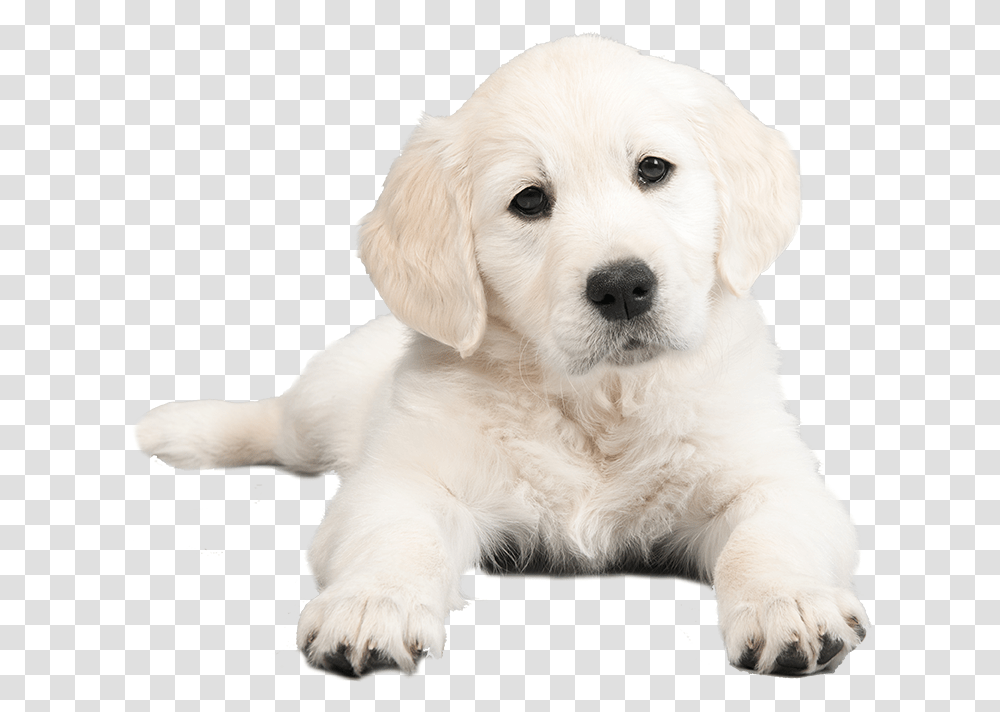 Puppy, Dog, Pet, Canine, Animal Transparent Png