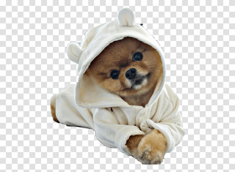 Puppy Dog Pomeranian Petsandanimals Robe Cute Cute Dog Hd, Canine, Mammal, Hoodie, Sweatshirt Transparent Png
