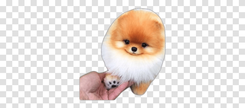 Puppy Dogs Dog Pomeranian Pomeranianpuppy Paws Free Cute And Amazing Dogs, Pet, Canine, Animal, Mammal Transparent Png