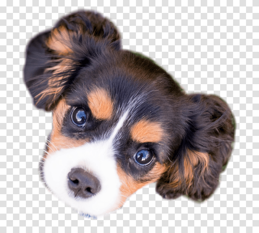 Puppy Face Dog Companion Dog, Pet, Canine, Animal, Mammal Transparent Png