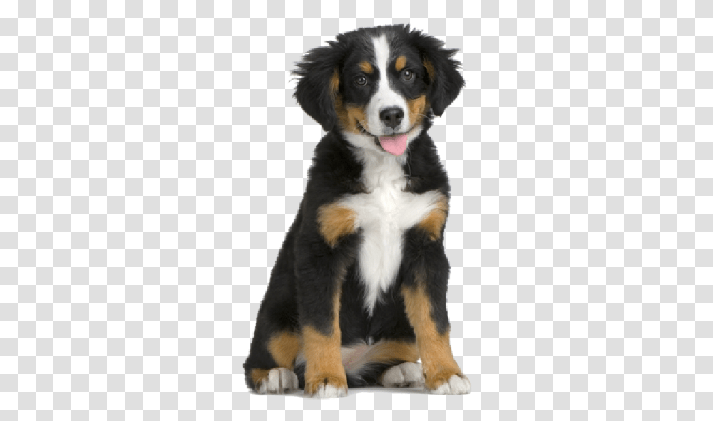 Puppy For Web Dogs Without A Background, Appenzeller, Pet, Canine, Animal Transparent Png
