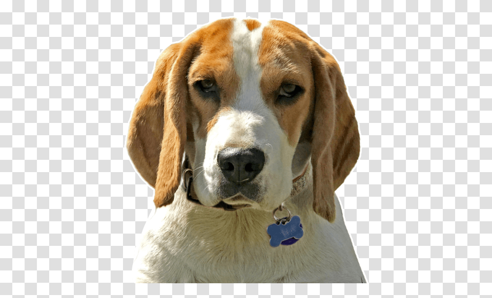 Puppy Foxhound, Dog, Pet, Canine, Animal Transparent Png