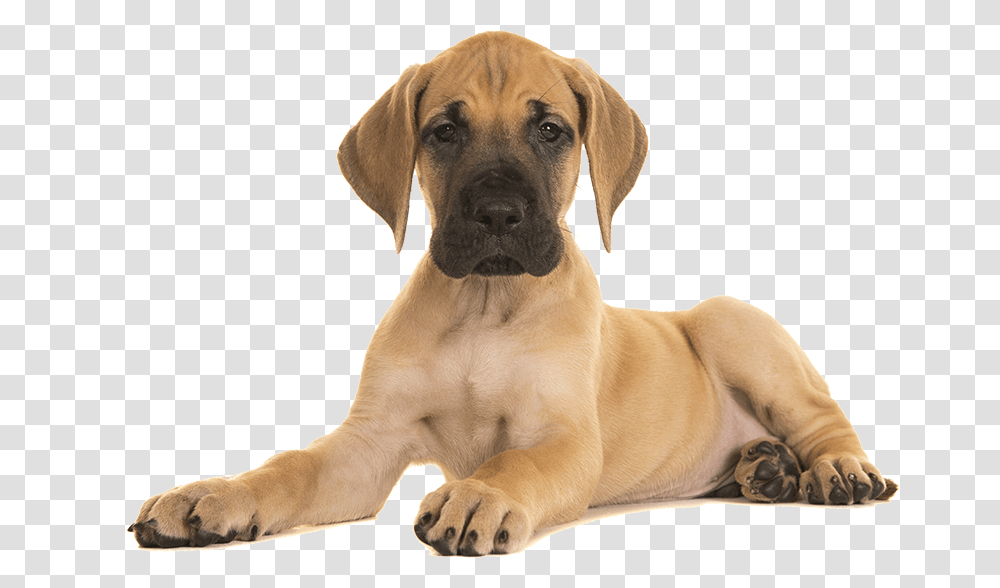 Puppy Great Dane Puppy, Dog, Pet, Canine, Animal Transparent Png