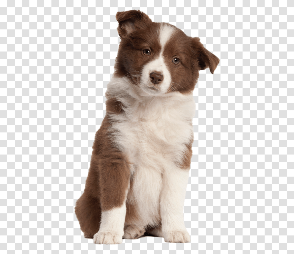Puppy Image Puppy, Dog, Pet, Canine, Animal Transparent Png