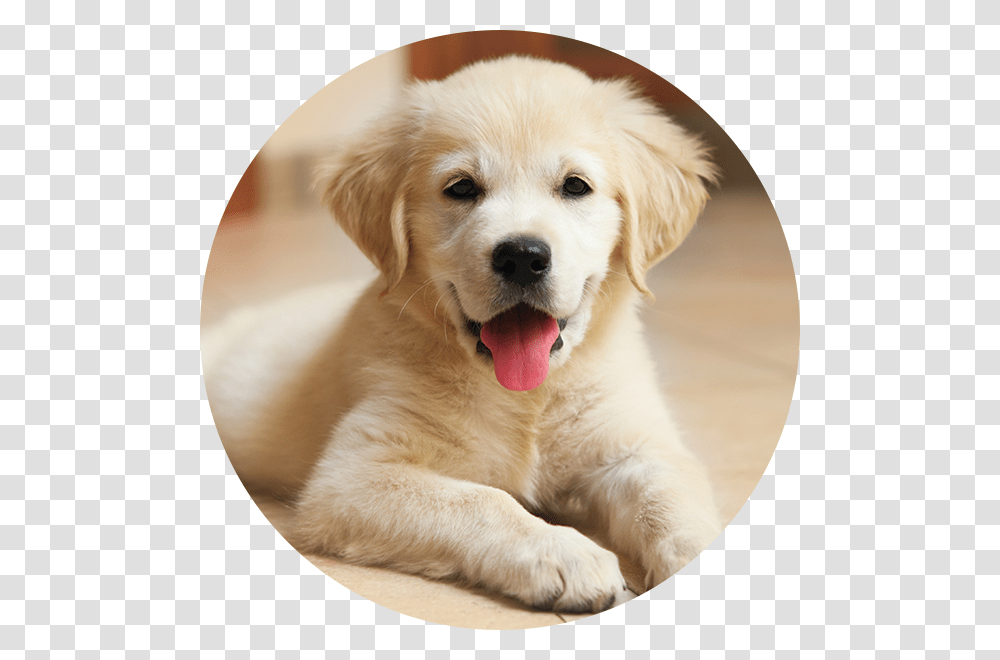Puppy In House, Dog, Pet, Canine, Animal Transparent Png