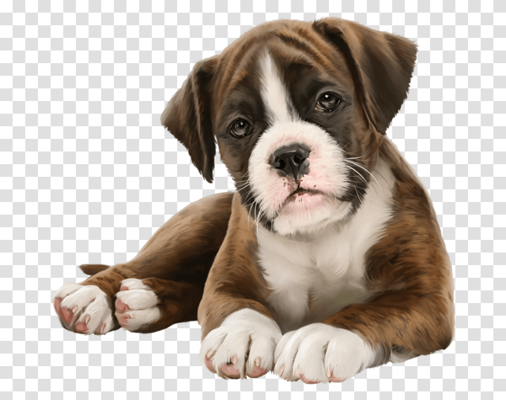 Puppy Lover, Dog, Pet, Canine, Animal Transparent Png