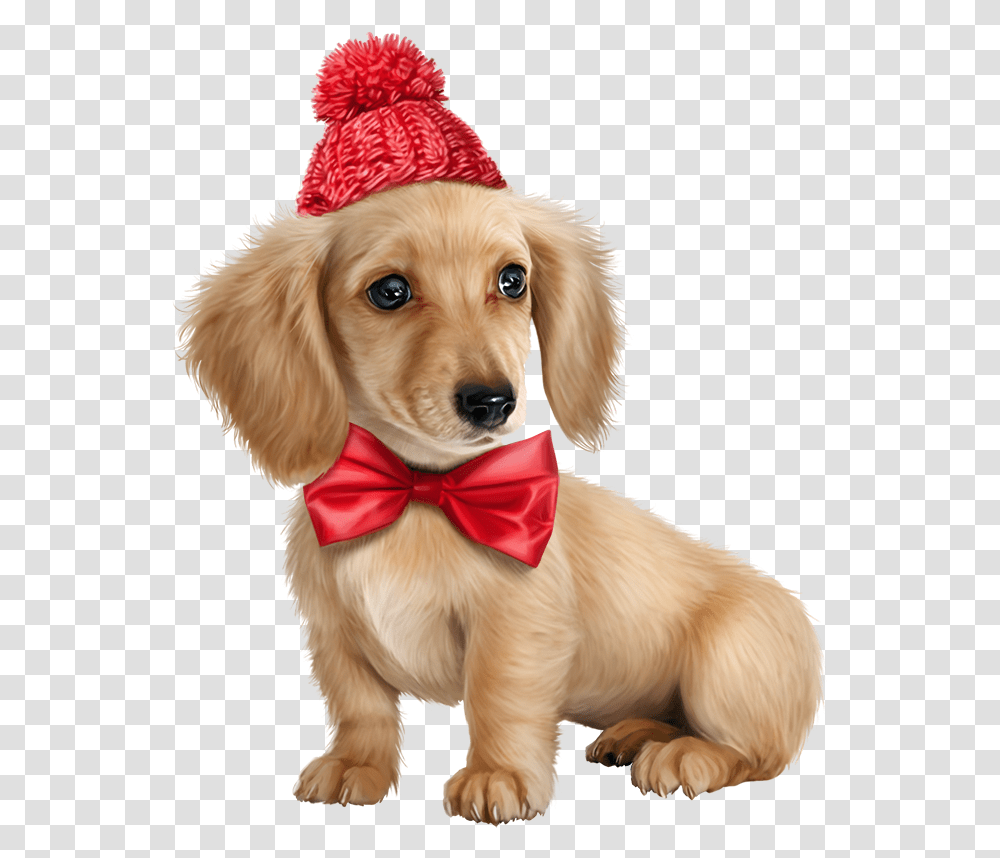Puppy Pictures Puppy Images Dogs And Puppies Cute Hd Cute Puppy, Pet, Canine, Animal, Mammal Transparent Png