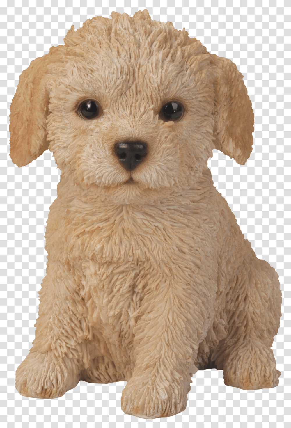 Puppy Poodle, Canine, Mammal, Animal, Pet Transparent Png