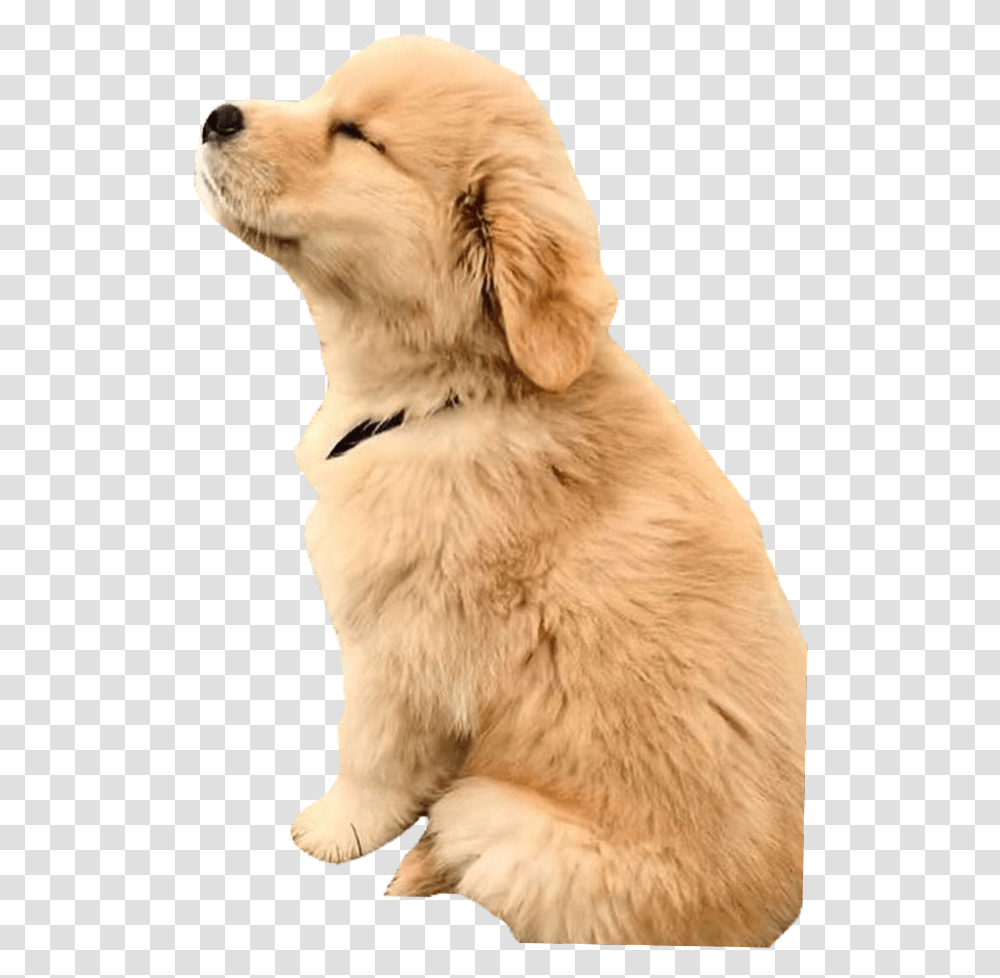 Puppy Puppys Puppydog Puppylove Puppylover Dog Really Cute Golden Retriever, Animal, Mammal, Pet, Canine Transparent Png