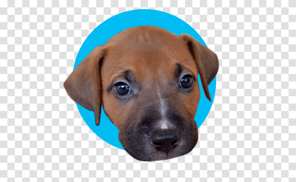 Puppy Satin Companion Dog, Pet, Canine, Animal, Mammal Transparent Png