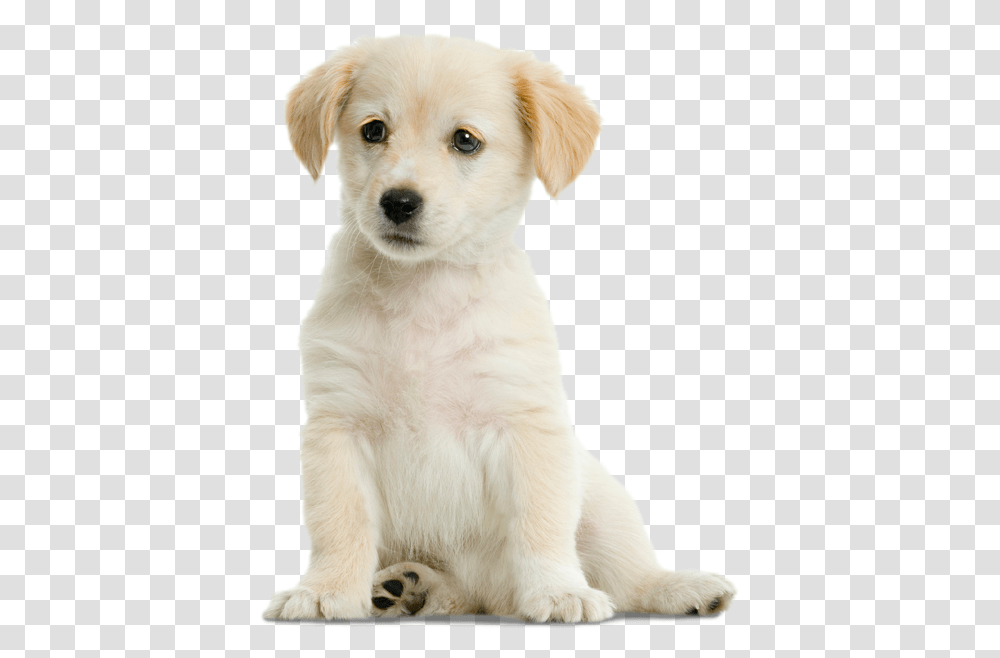 Puppy Sitting, Dog, Pet, Canine, Animal Transparent Png