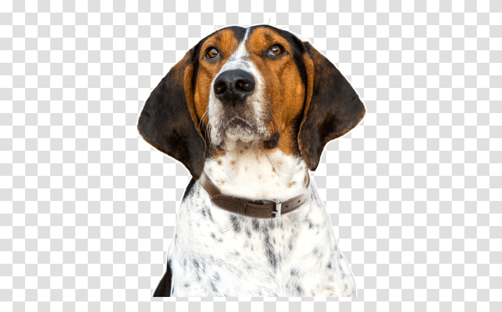 Puppy Treeing Walker Coonhound, Dog, Pet, Canine, Animal Transparent Png