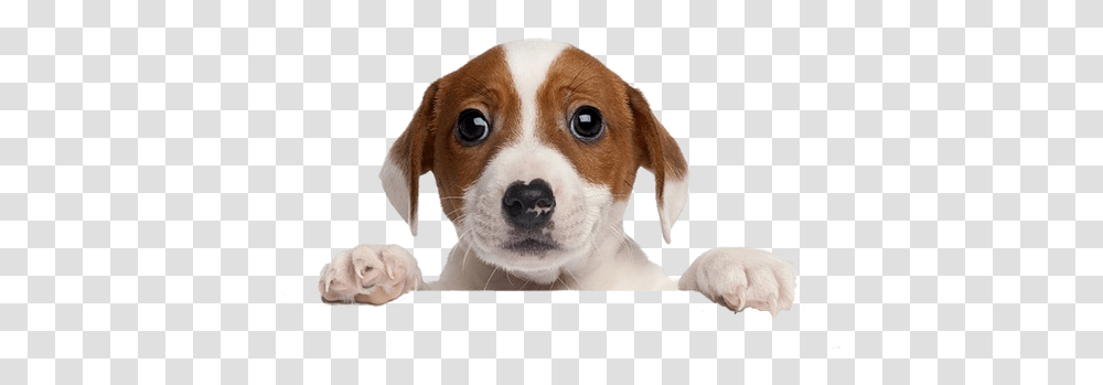 Puppy Vote For Us, Hound, Dog, Pet, Canine Transparent Png