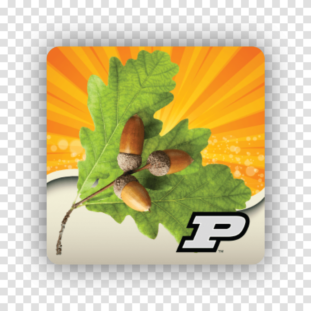 Purdue, Plant, Produce, Food, Vegetable Transparent Png