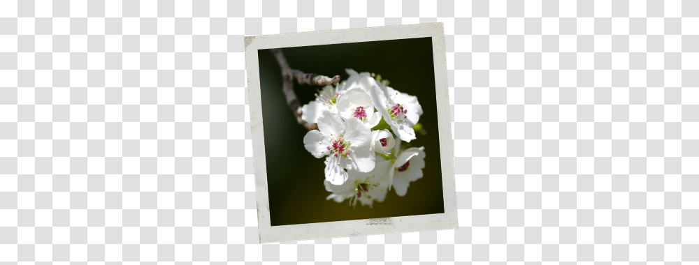 Purdue University Report Invasive Species Photographic Paper, Plant, Flower, Blossom, Cherry Blossom Transparent Png