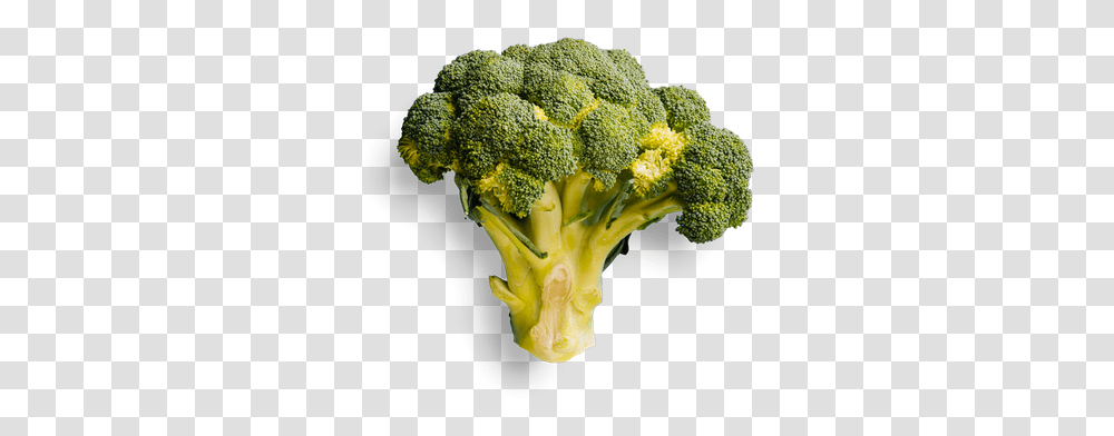 Pure Kitchen Elgin Broccoli, Plant, Vegetable, Food Transparent Png