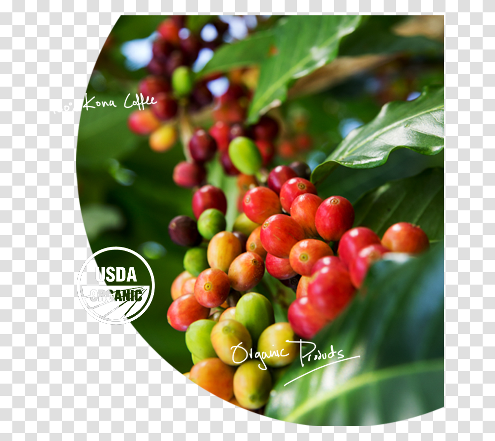 Pure Organic Kona Coffee Hollyleaf Cherry, Plant, Fruit, Food, Vegetation Transparent Png