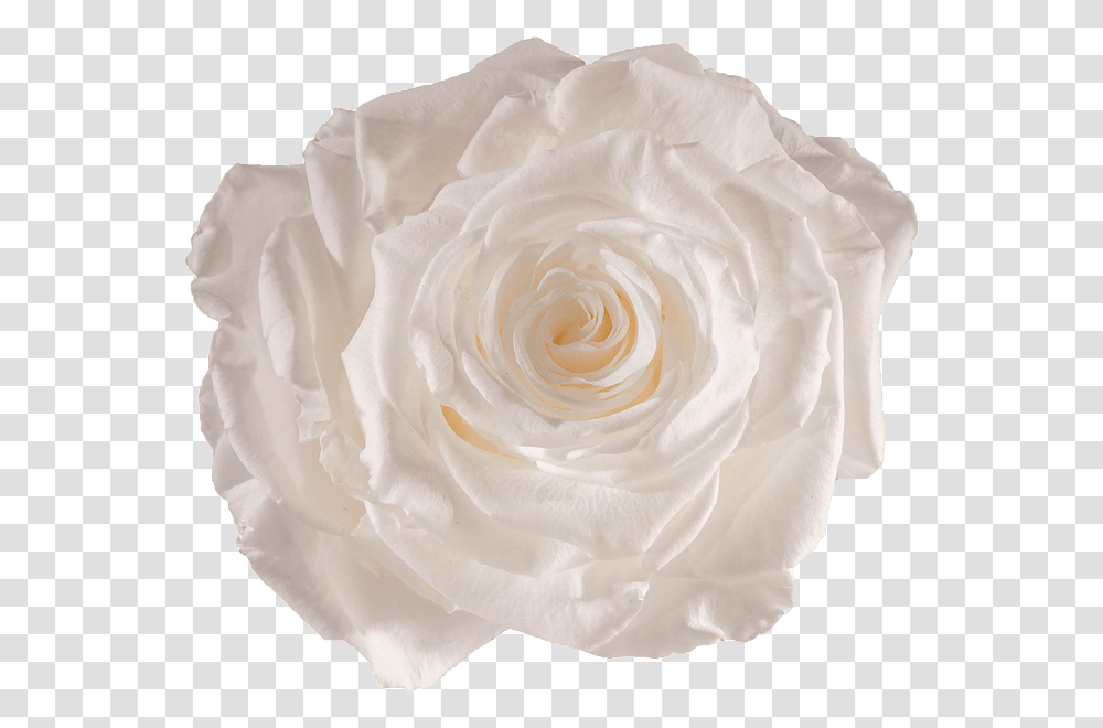 Pure White Rose, Flower, Plant, Blossom, Petal Transparent Png