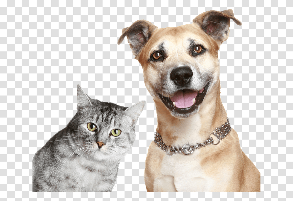 Purina Cat And Dog, Pet, Canine, Animal, Mammal Transparent Png