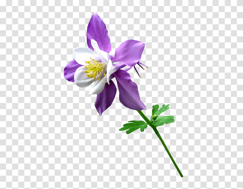 Purple 960, Flower, Plant, Pollen, Blossom Transparent Png