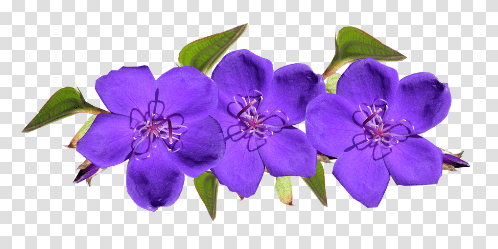 Purple 960, Flower, Geranium, Plant, Blossom Transparent Png