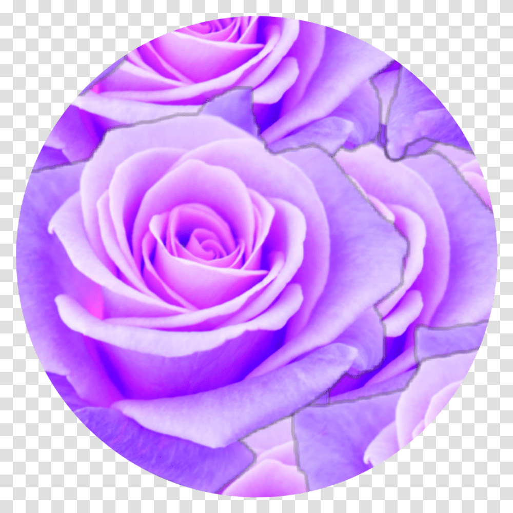 Purple Aesthetic Purple Rose, Plant, Flower, Blossom Transparent Png